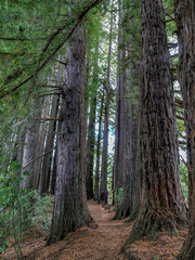 huge redwood trees at  Hamurana Springs, Rotorua, New Zealand