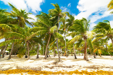 Palm trees in Bois Jolan beach in Guadeloupe