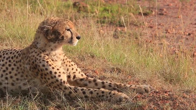 Cheetah with dirty face sits and looks out over Masai Mara savanna