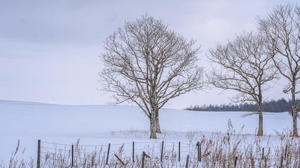 Naklejka na ściany i meble Beautiful Winter Landscape With Deciduous Tree