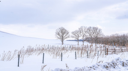 Beautiful Snow Landscape With Natural View