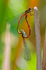 Libellen bei der Paarung