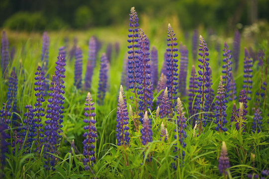 Blooming lupine flowers. A field of lupines. Colorful bunch of lupines summer flower background. © nikonenkot