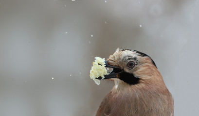 Portrait of Jay, who grabbed a piece of bread...
