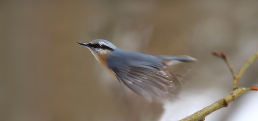 Nuthatch pushed off from the branch on a blurry brown background and flew...