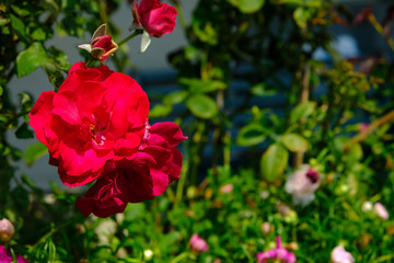 red rose flower blooming and bud in botanic garden. sharpen thorn brunch tree growing in natural. symbal for love and romance valentine.