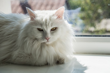 White cute beautiful very fluffy cat with orange eyes sits on a windowsill and looks out the window into street.