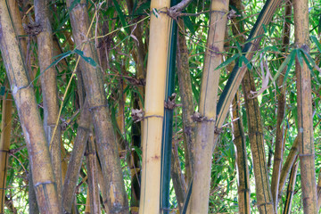 bamboo thicket in the jungle on a sunny day