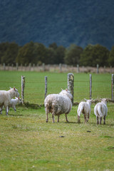 Cattle Sheep Grazing In Meadow