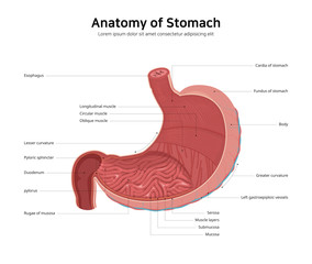 diagram of human stomach anatomy