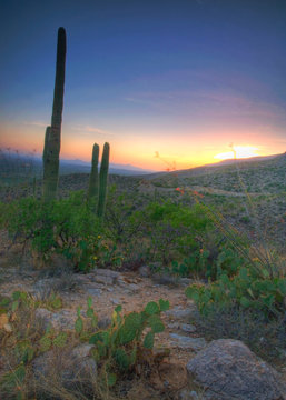 Saguaro Cactus view at sunset © Harold Stiver