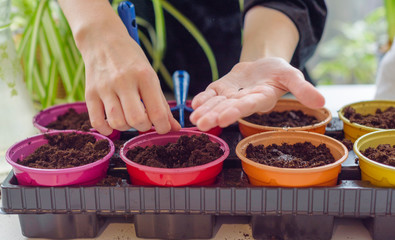 child growing seedlings and plants at home garden in colorful pots, ecology concept, selective focus