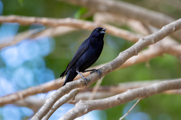 Ein metallisch schillernder singender Seidenkuhstärling auf einem kahlen Ast in der Seitenansicht