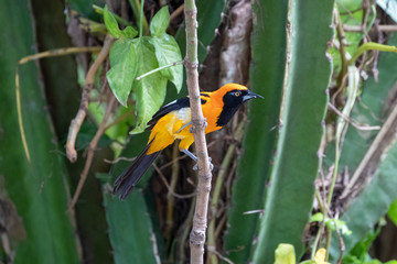 Ein Orange Troupial sitzt zwischen Kakteen auf einem Ast in der Seitenansicht