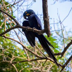 Ein Hyazinthara sitzt auf einem Ast und pflegt sein Gefieder