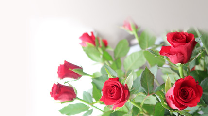 ein strauß rote rosen in die unschärfe und einen hellen hintergrund zur gestaltung laufend