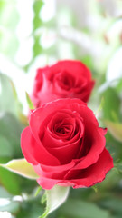 ein paar rote rosen, eine scharf im Vordergrund, die zweite in die unschärfe des hintergrunds übergehend