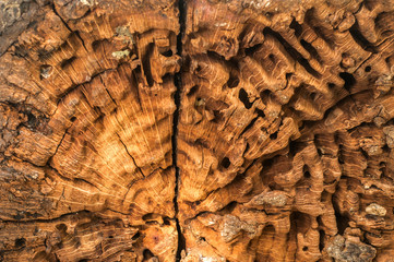 Old weathered tree trunk rough surface closeup with central radiating crack as wooden background