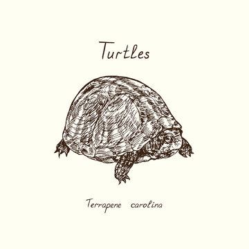 Tutles collection, common box turtle (Terrapene carolina), hand drawn doodle, drawing sketch in gravure style, vector illustration