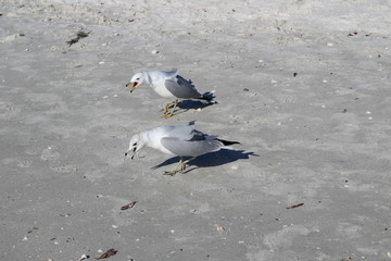 two seagulls walking on the beach with their beaks open squealing 