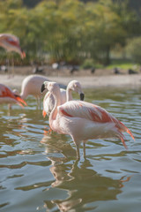 flamingo in zoo