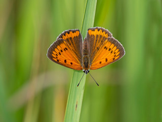 The large copper (Lycaena dispar) is a butterfly of the family Lycaenidae.