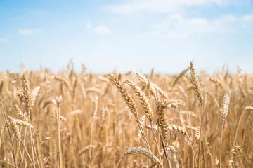 Foto op Plexiglas Beautiful summer field of ripe wheats on sunny day. Selective focus © stsvirkun