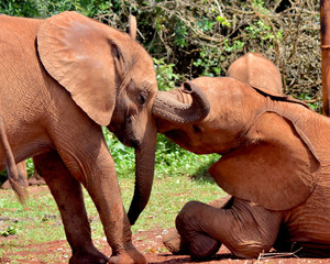 Fototapeta na wymiar Two baby elephant orphans playing together. (Loxodonta africana)
