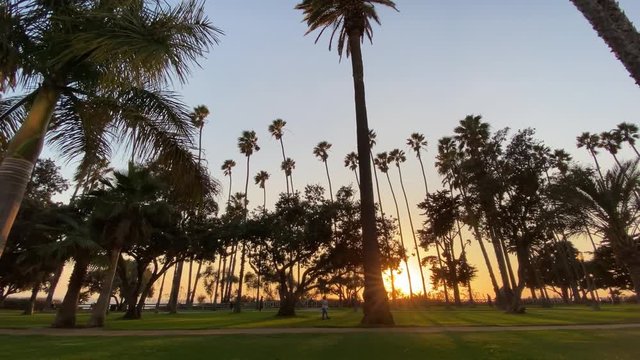 Tall California palms sway against a blue sky at sunset. Camera looks up and moves horizontally. Steadicam dolly shot. Warm sunny summer day in Santa Monica, California, USA.