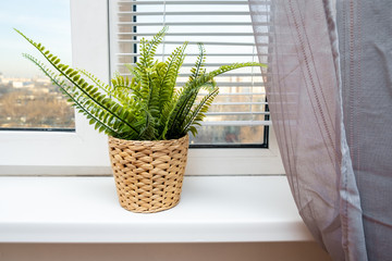 Green potted plant in wickered pot on a window sill in a modern home, spring sunny day outside the window