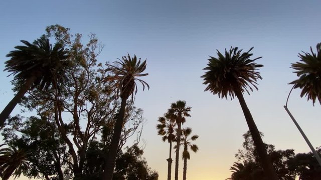 Tall California palms sway against a blue sky at sunset. Camera looks up and moves horizontally. Steadicam dolly shot. Warm sunny summer day in Santa Monica, California, USA.