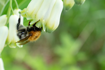 Bumblebee collects nectar of white flowers on a spring day, green foliage on background