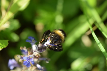 Hummel