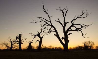 lonely tree in the field at sunset