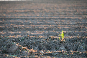 Une jeune pousse verte sort de terre. A young green sprout comes out of the ground.