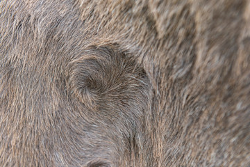 pelage d'un &acirc;ne en gros plan. the coat of a donkey close up.