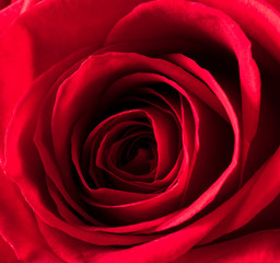 A close up macro shot of a red rose