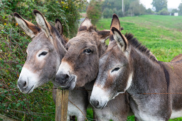 France. trois anes, &agrave; l'ext&eacute;rieur,  cote &agrave; cote. three donkeys, outside, side by side.