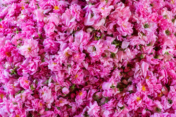 Maroc; Morocco. Dadès. tas de roses. bunch of roses