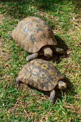 Maroc. Deux tortues de terre, Testudo hermanni, sur l'herbe. Two land turtles, Testudo hermanni, on the grass.