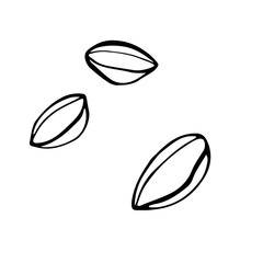 Digital illustration of beauty doodle line hemp seeds. Print for packaging, banners, cards, fabrics, wrapping paper, branding, advertising.