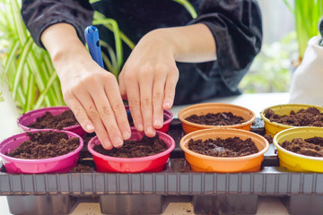 child growing seedlings and plants at home garden in colorful pots, ecology concept, selective focus