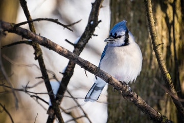 Blue Jay perched in a tree near a bird feeder during winter.