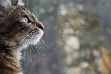 Brązowy kot patrzy przez okno w górę - obrazy, fototapety, plakaty