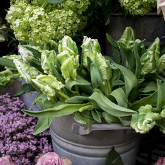 Bouquets of green tulips and hydrangeas in zinc buckets, perfect backdrop for a greeting card.