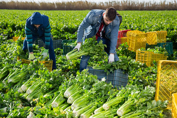 Farmers putting harvested celery in boxes