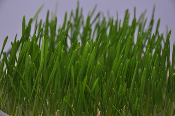 green grass on black background
