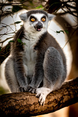 Lemur  Madagascar  The ring-tailed lemur is a large strepsirrhine primate and the most recognized lemur due to its long, black and white ringed tail. It belongs to Lemuridae, one of five lemur familie