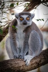 Lemur  Madagascar  The ring-tailed lemur is a large strepsirrhine primate and the most recognized lemur due to its long, black and white ringed tail. It belongs to Lemuridae, one of five lemur familie