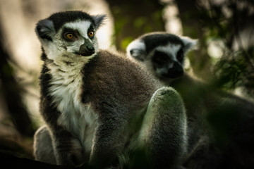 Lemur  Madagascar  The ring-tailed lemur is a large strepsirrhine primate and the most recognized lemur due to its long, black and white ringed tail. It belongs to Lemuridae, one of five lemur familie